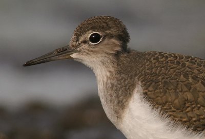 Drillsnppa  [Common Sandpiper] (IMG_8057)