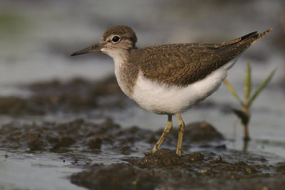 Drillsnppa  [Common Sandpiper] (IMG_8058)