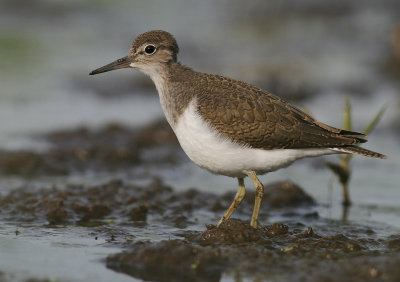 Drillsnppa  [Common Sandpiper] (IMG_8059)