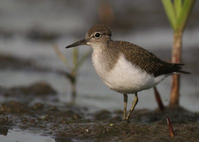 Drillsnppa  [Common Sandpiper] (IMG_8064)