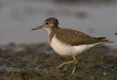 Drillsnppa  [Common Sandpiper] (IMG_8067)