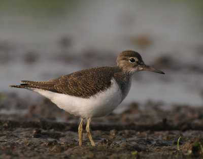 Drillsnppa  [Common Sandpiper] (IMG_8077)