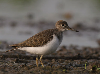 Drillsnppa  [Common Sandpiper] (IMG_8078)