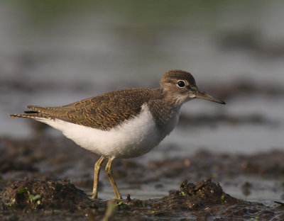 Drillsnppa  [Common Sandpiper] (IMG_8084)