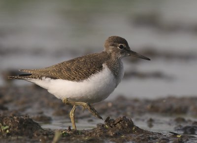 Drillsnppa  [Common Sandpiper] (IMG_8085)