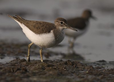 Drillsnppa  [Common Sandpiper] (IMG_8088)