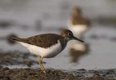 Drillsnppa  [Common Sandpiper] (IMG_8091)