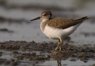 Drillsnppa  [Common Sandpiper] (IMG_8093)