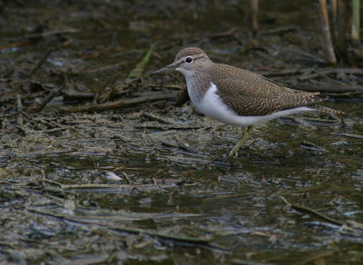 Drillsnppa  [Common Sandpiper] (IMG_8442)