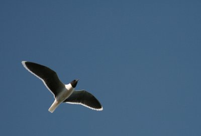 Dvrgms [Little Gull] (IMG_4318)