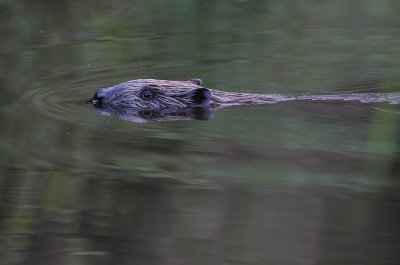 Europeisk bver [Eurasian Beaver] (IMG_6735)