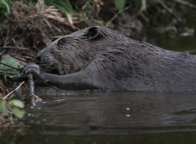 Europeisk bver [Eurasian Beaver] (IMG_6786)