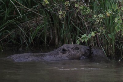 Europeisk bver [Eurasian Beaver] (IMG_6856)