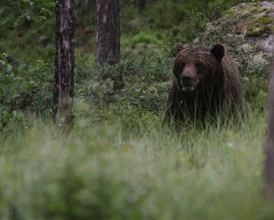 Bjrn [Bear] (IMG_0714)