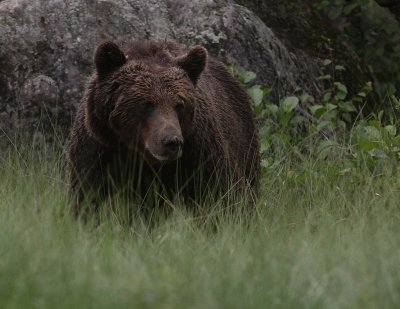 Bjrn [Bear] (IMG_0742)
