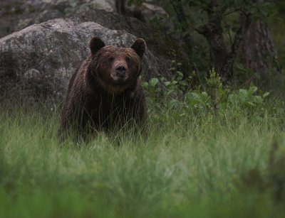 Bjrn [Bear] (IMG_0756)