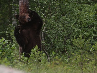 Bjrn [Bear] (IMG_0816)