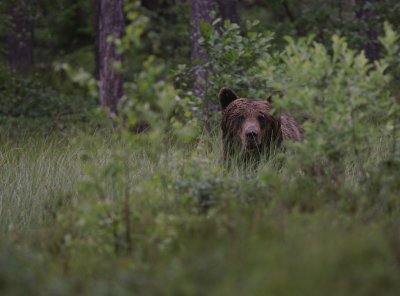 Bjrn [Bear] (IMG_0826)