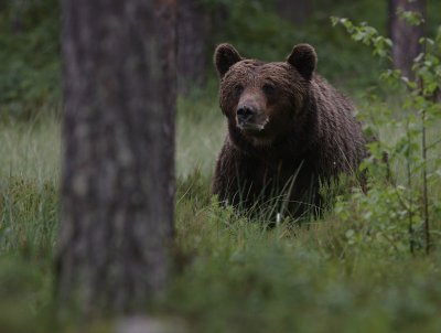 Bjrn [Bear] (IMG_0842)