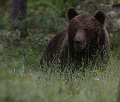 Bjrn [Bear] (IMG_0856)