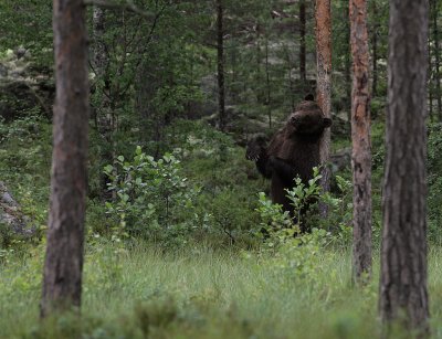 Bjrn [Bear] (IMG_9912)