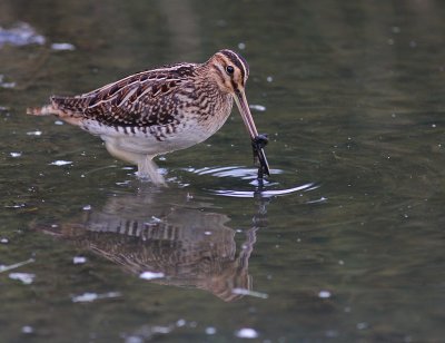 Enkelbeckasin [Common Snipe] (IMG_4083)