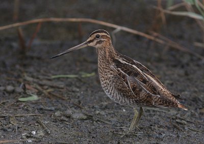 Enkelbeckasin [Common Snipe] (IMG_4158)