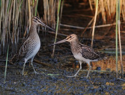 Enkelbeckasin [Common Snipe] (IMG_4194)