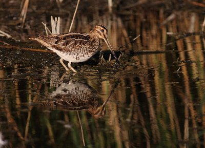 Enkelbeckasin [Common Snipe] (IMG_4257)