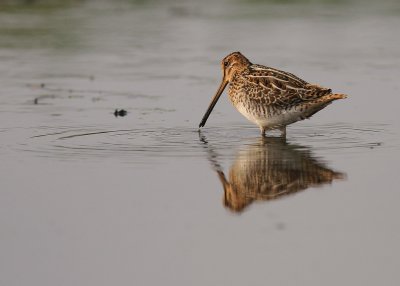 Enkelbeckasin [Common Snipe] (IMG_7564)