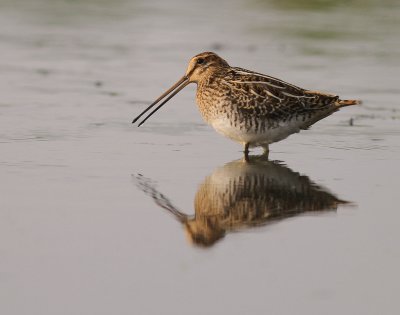 Enkelbeckasin [Common Snipe] (IMG_7569)