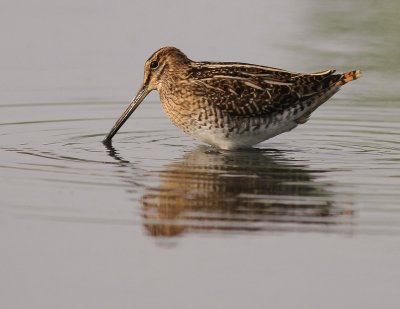 Enkelbeckasin [Common Snipe] (IMG_7571)