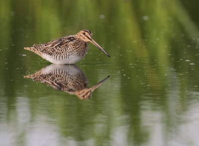 Enkelbeckasin [Common Snipe] (IMG_7590)