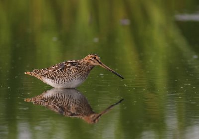 Enkelbeckasin [Common Snipe] (IMG_7591)