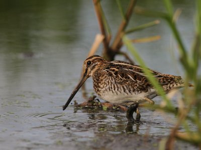 Enkelbeckasin [Common Snipe] (IMG_7651)