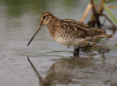 Enkelbeckasin [Common Snipe] (IMG_7653)