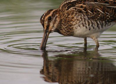 Enkelbeckasin [Common Snipe] (IMG_7659)