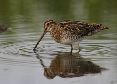 Enkelbeckasin [Common Snipe] (IMG_7660)