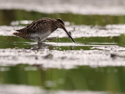 Enkelbeckasin [Common Snipe] (IMG_8586)