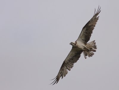 Fiskgjuse [Osprey] (IMG_0613)