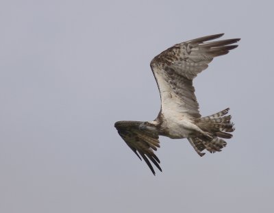 Fiskgjuse [Osprey] (IMG_0614)