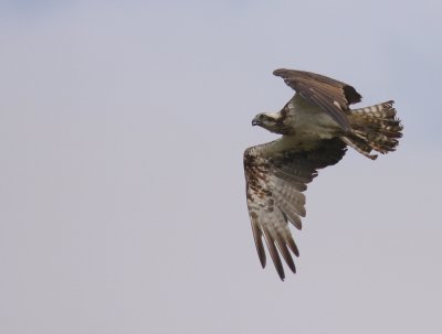 Fiskgjuse [Osprey] (IMG_0617)