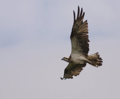Fiskgjuse [Osprey] (IMG_0618)