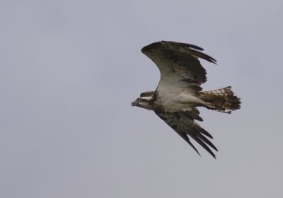 Fiskgjuse [Osprey] (IMG_0619)