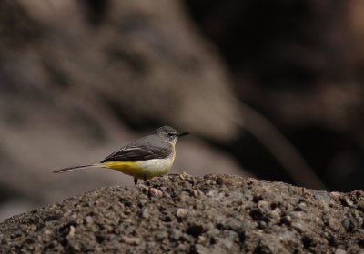 Forsrla [Grey Wagtail] (IMG_6680)