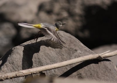 Forsrla [Grey Wagtail] (IMG_6697)