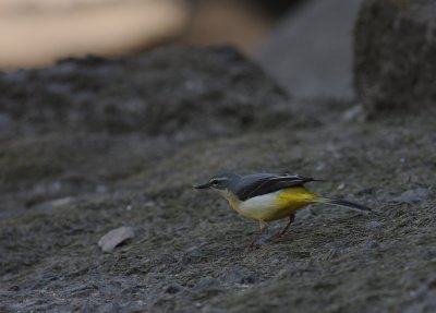 Forsrla [Grey Wagtail] (IMG_7031)
