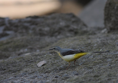 Forsrla [Grey Wagtail] (IMG_7032)
