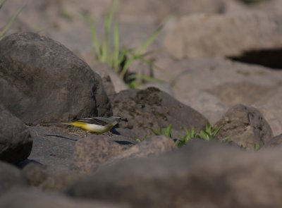 Forsrla [Grey Wagtail] (IMG_7038)