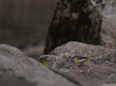 Forsrla [Grey Wagtail] (IMG_7047)
